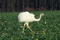 Ein wei�er Nandu auf einem Rapsfeld bei Utecht; 30.12.2013