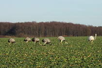 Bei meiner heutigen Nandubeobachtung zhlte ich 48 Nandus in Nord-West-Mecklenburg. Darunter auch eins der zwei weien Nandus. Hier ein Teil einer 15-kpfigen Gruppe auf einem Rapsfeld bei Utecht; 30.12.2013