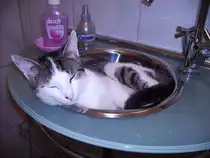 Mingo- Ist doch auch ein sch�ner Schlafplatz