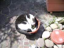 Kater Mingo. Bei uns wachsen die Katzen im Blumentopf.