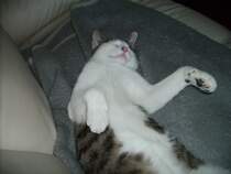 Mingo- Schlafen in jeder Stellung