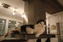 Mingo`s Lieblingsplatz- Die Dunstabzugshaube in der Kche.