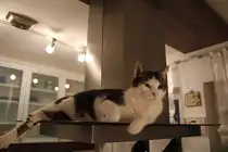 Mingo`s Lieblingsplatz- Die Dunstabzugshaube in der K�che.