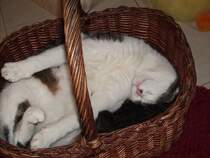 Schlafen kann unser Kater Mingo berall.