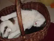 Schlafen kann unser Kater Mingo �berall.