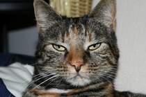 Gina. Chefin aller Haustiere.