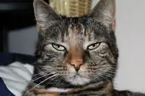 Gina. Chefin aller Haustiere.