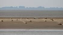 Robben am 15.08.2013 auf einer Sandbank in der Weser