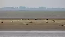 Robben am 15.08.2013 auf einer Sandbank in der Weser
