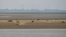 Robben am 15.08.2013 auf einer Sandbank vor Bremerhaven in der Aussenweser.