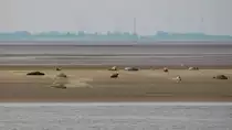 Robben am 15.08.2013 auf einer Sandbank vor Bremerhaven in der Aussenweser.