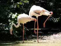  ...und nun das linke Bein in die H�he ; Rosaflamingo (Phoenicopterus roseus)im Tierpark Haag; 130722 