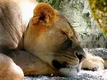 Siesta, bitte nicht St�ren; L�win (Panthera leo) im Tierpark Haag; 130722