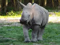 NALA, so hei�t das junge Nashorn, welches im Zoo Schmiding geboren wurde; 130905