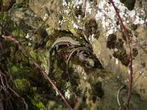 3 auf einen Streich!
Am 25.03.2007 konnte ich beim Spaziergang durch die Heilbronner Weinberge die 3 Mauereidechsen fotografieren.