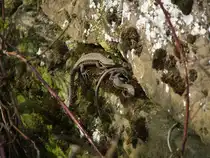 3 auf einen Streich!
Am 25.03.2007 konnte ich beim Spaziergang durch die Heilbronner Weinberge die 3 Mauereidechsen fotografieren.