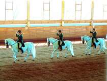 Slowenien, Lipica, Reitschule des Gesttes Lipica, Lipizzaner Pferde. Scan eines Dias aus dem Jahr 1990