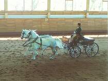 Slowenien, Lipica, Reitschule des Gesttes Lipica, Lipizzaner Pferde. Scan eines Dias aus dem Jahr 1990
