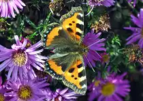  Kleiner Fuchs  auf Bl�ten - 21.09.2013