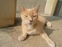 Stubentiger als Fotomodell in T�uffelen  am 27.09.2009