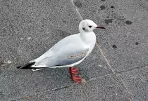 M�we an der Binnenalster in Hamburg - 15.07.2013