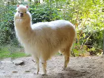 ALPAKA(Lama-pacos) im Zoo Schmiding; 130905