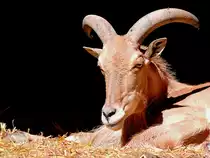 M�hnenspringer (Ammotragus lervia)sucht in seiner H�hle Schutz vor der br�tenden Mittagssonne; Tierpark Haag; 130722