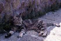 Einen Platz im Schatten zu finden - das ist schn, wenn es sehr heiss ist. Eine Katze in Ostia Antica am 19. Juni 1975.