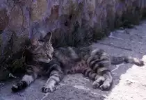Einen Platz im Schatten zu finden - das ist sch�n, wenn es sehr heiss ist. Eine Katze in Ostia Antica am 19. Juni 1975.