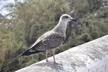 junge Silberm�we zu Besuch auf der Balkonmauer der Ferienwohnung (S�O MARTINHO DO PORTO, Distrikt Leiria/Portugal, 15.09.2013)