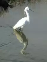 Seidenreiher (Egretta garzetta) im �tang de Thau, bei Bouzigues (Frankreich, Languedoc, H�rault). 06.02.2014