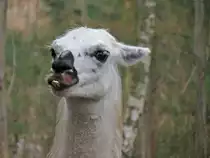 Lama