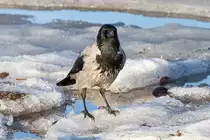 Nebelkr�he beim Sonnenbad. - 09.02.2014