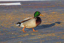 Stockentenerpel auf Strandwanderung. - 09.02.2014