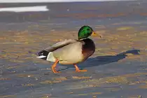 Stockentenerpel auf Strandwanderung. - 09.02.2014