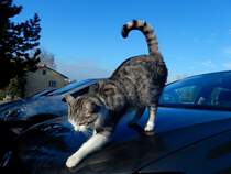 Ganz schn glatt auf so einer Motorhaube; 140101