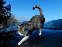 Ganz sch�n glatt auf so einer Motorhaube; 140101