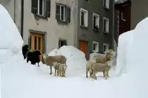 Eine kleine Schafherde erkundet den tiefen Schnee und die eingeschneiten Gassen von Hinterrhein; 15.02.2014