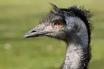 Emu