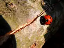 Marienk�fer(Coccinellidae) geniesst die warmen Sonnenstrahlen im Feber 2014; 140220