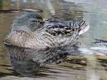 Stockentendame h�lt mal eine kurze Rast im Bachlauf; 140223