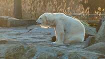 Weiblicher Eisbr (Ursus maritimus) im letzten Licht der untergehenden Sonne. Foto:Zoologischer Garten Berlin, 23.02.2014 