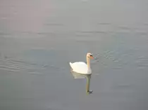 Schwan bei Trieb am 02.03.2014.