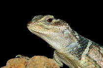 Blauer Stachelleguan