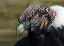 Andenkondor