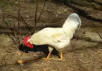 Ei, wem geh�rt denn das ! M�rz 2014