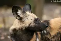 Afrikanische Wildhunde sind Hetzj�ger, die ihre Beute �ber drei bis f�nf Kilometer verfolgen k�nnen. 