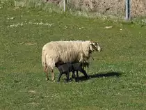 . Mutterschaf mit zwei schwarzen L�mmern. 10.03.2014 (Hans)