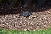 Amsel im Garten - 31.01.2014