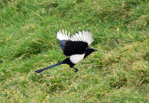 Elster beim Start - 25.01.2014